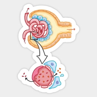 Bowman's capsule Nephron Kidney Glomerulus Sticker